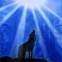 Loup hurlant � la lune