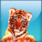 B�b� tigre aux yeux bleus