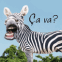 Z�bre montrant ses dents "Ca va?"