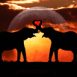 �l�phants amoureux sur un couch� de soleil